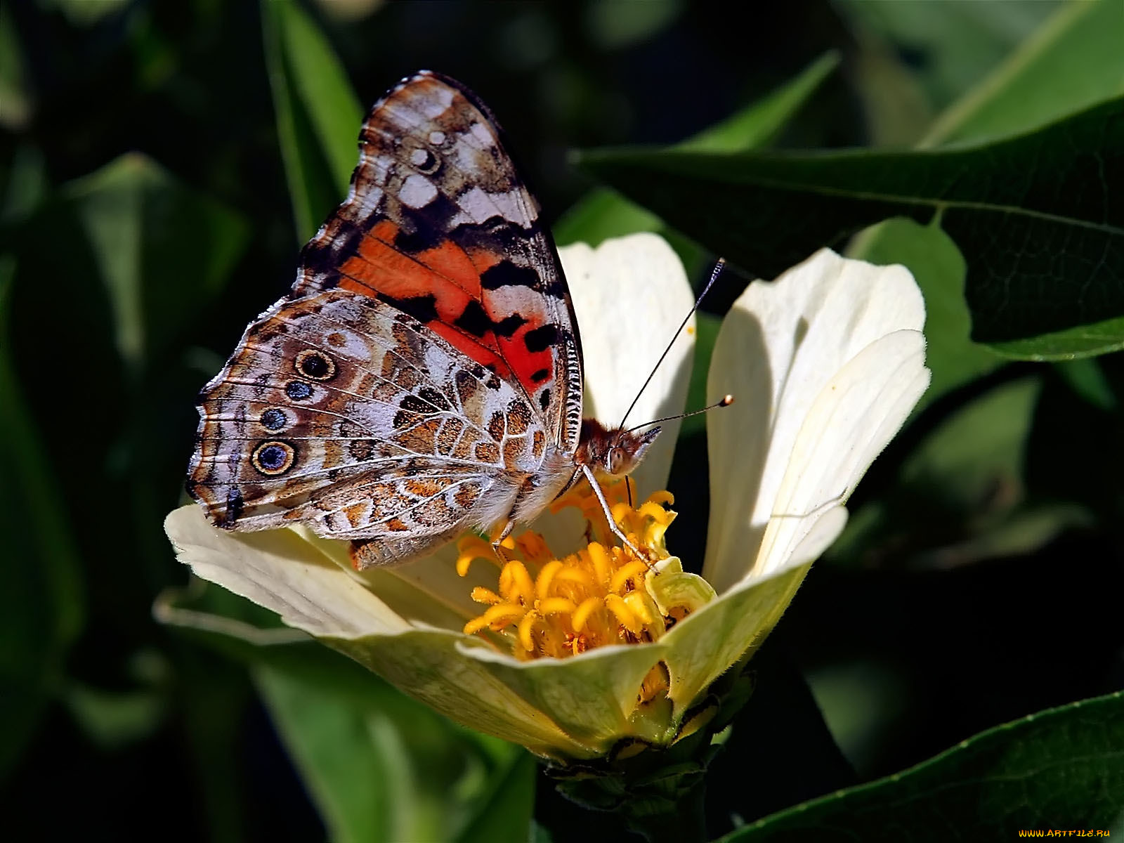 painted, lady, , 
